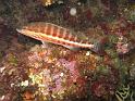 serran chevrette - serranus cabrilla
